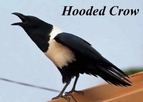 Hooded Crow